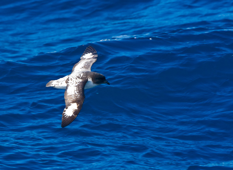 Cape Petrel In Flight